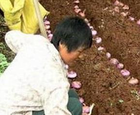 洋葱怎么种植的（洋葱怎么种植的图片）