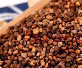 白萝卜籽的功效与作用（白萝卜籽的功效与作用及禁忌）