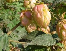 野酒花的功效（野酒花的功效与作用）