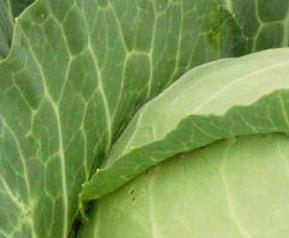 包菜怎么做好吃 包菜的做法大全 包菜怎么做好吃