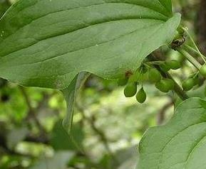 牛尾菜的营养价值与功效 牛尾菜的营养价值与功效作用