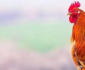 散养公鸡肉的营养价值 散养公鸡肉的营养价值及功效