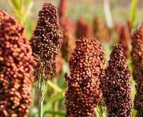 高粱壳的营养价值 高粱壳的营养价值及功效