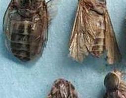 虻虫的作用与功效（虻虫的作用与功效与作用）