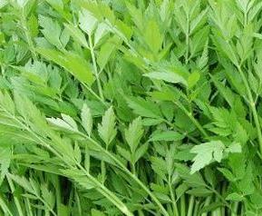 生芹菜的功效与作用 生芹菜的功效与作用及禁忌