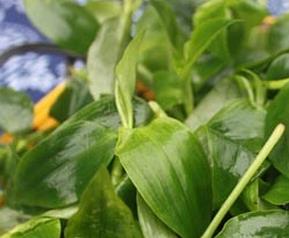 竹叶菜的功效与作用（竹叶菜的功效与作用禁忌）