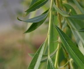 柳叶的功效与用法 柳叶的功效与作用,柳叶的副作用