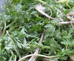 野萝卜叶的功效与作用 野山萝卜叶的功效与作用是什么?