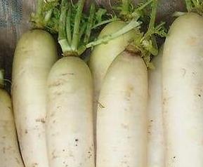 白萝卜不能和什么一起吃(白萝卜不能和什么一起吃 食物相克表)