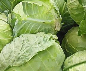 卷心菜的营养价值 卷心菜的营养价值与功效