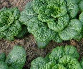 乌菜的功效与作用（乌菜有什么营养）