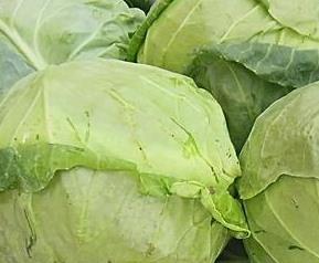 卷心菜的功效与作用 大白菜的功效与作用