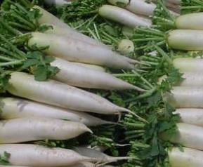 萝卜的功效与作用(萝卜的功效与作用与主治)