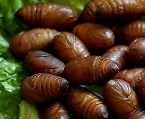 蚕蛹怎么吃（蚕蛹怎么做好吃视频）