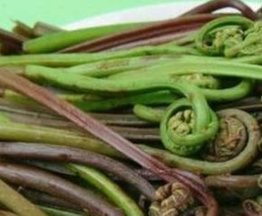 东北山野菜的功效与作用 东北山野菜的功效与作用及禁忌