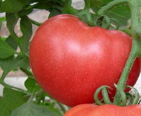 怎么去除西红柿皮（西红柿外皮怎么去掉）