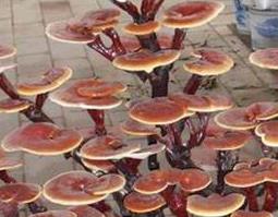 灵芝的食用方法 灵芝的食用方法及吃法