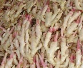 子姜和生姜有什么区别 子姜和生姜有什么区别呢