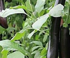 紫茄子皮的功效和作用及禁忌（紫皮长茄子的功效）