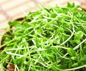豆苗的功效与作用 豆苗的功效与作用