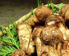 松茸的功效与作用（松茸的功效与作用吃法）