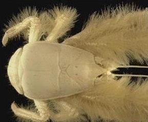 雪人蟹的功效与作用 雪人蟹百科