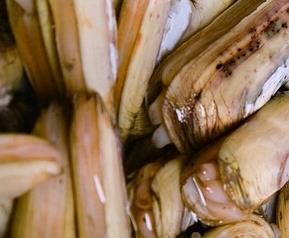 蛏子的功效与作用 蛏子的功效与作用、禁忌和食用方法