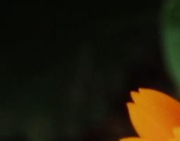 金盏草形态功效和作用（金盏草的功效别名）