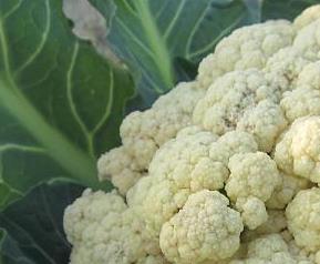 吃花菜的好处（女人吃花菜的好处）