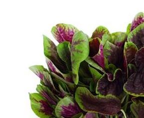 老鼠耳菜的作用 老鼠耳菜有效果吗