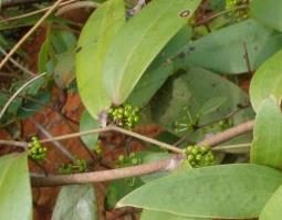 土茯苓的功效（土茯苓的功效与作用煲汤）