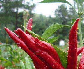 朝天椒的功效与作用 朝天椒的功效与作用吃法