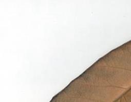 枇杷叶的功效与作用