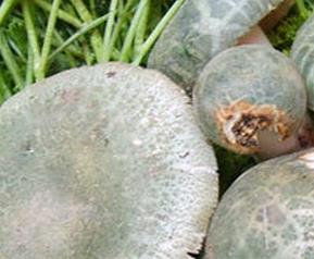 青头菌的功效与作用（青头菌的功效与作用图片）