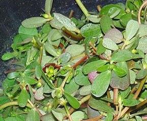 老鼠耳菜的功效和药用价值