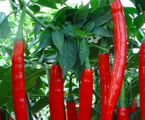 线椒的功效与作用 线椒的功效与作用是什么