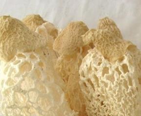 竹荪的营养价值与功效 新鲜竹荪的功效与作用