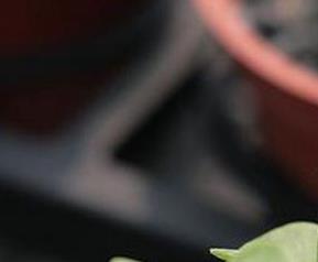 马齿苋树如何养殖（马齿苋树如何养殖视频）