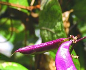 扁豆的营养价值 扁豆的营养价值是什么