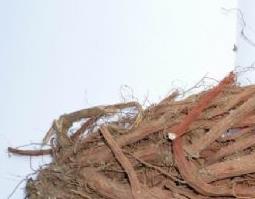 丹参的功效和作用 丹参的功效与作用吃法