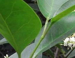 女贞子的功效和副作用