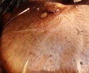 红蘑的功效与作用 红蘑的药用价值