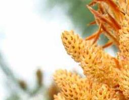 松花粉功效和成份(松花粉功效和成份作用)