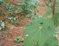 葛根的副作用（葛根的副作用有哪些）