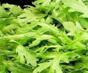 菊花菜的功效与作用 菊花菜的功效与作用禁忌人群