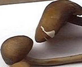 长根菇怎么做好吃(长根菇怎么做好吃视频)