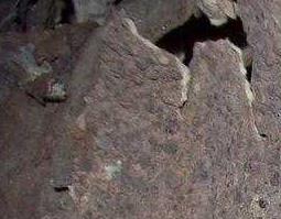 茯苓的药用价值 茯苓的药用价值和副作用