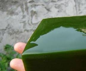 观音豆腐的功效与禁忌 观音豆腐的功效与作用