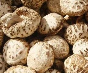 香菇和花菇有什么区别（香菇和花菇有什么区别哪一个更好）