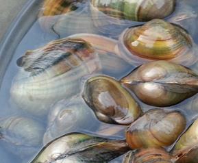 河蚌的营养价值(河蚌的营养价值有多高)